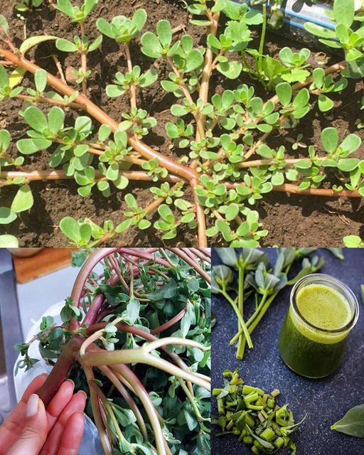 Why You Should Embrace Purslane in Your Garden: 8 Compelling Reasons