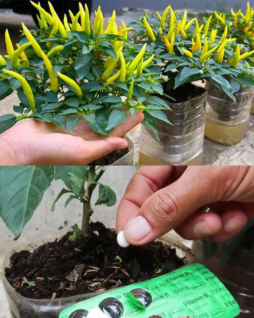 Cultivating Chili Peppers at Home: Tips for Vibrant Growth