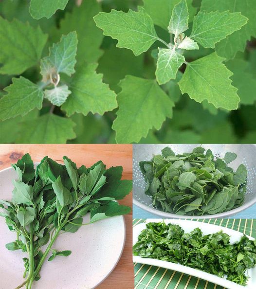 Lamb’s Quarters/Wild Spinach: The Underestimated Superfood with Maximum Health Benefits