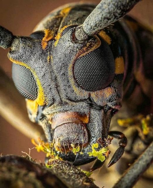 Having a Bee Hotel Can Be Incredibly Beneficial for Your Garden